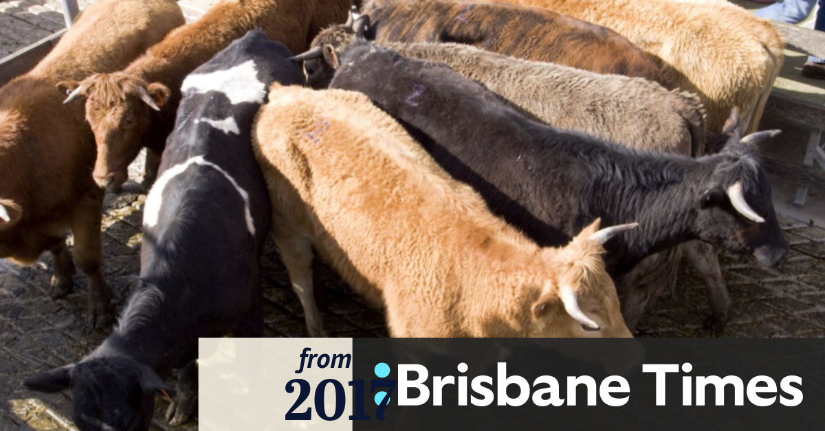 Qld abattoir worker in critical condition